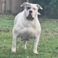 Dog Featured Image