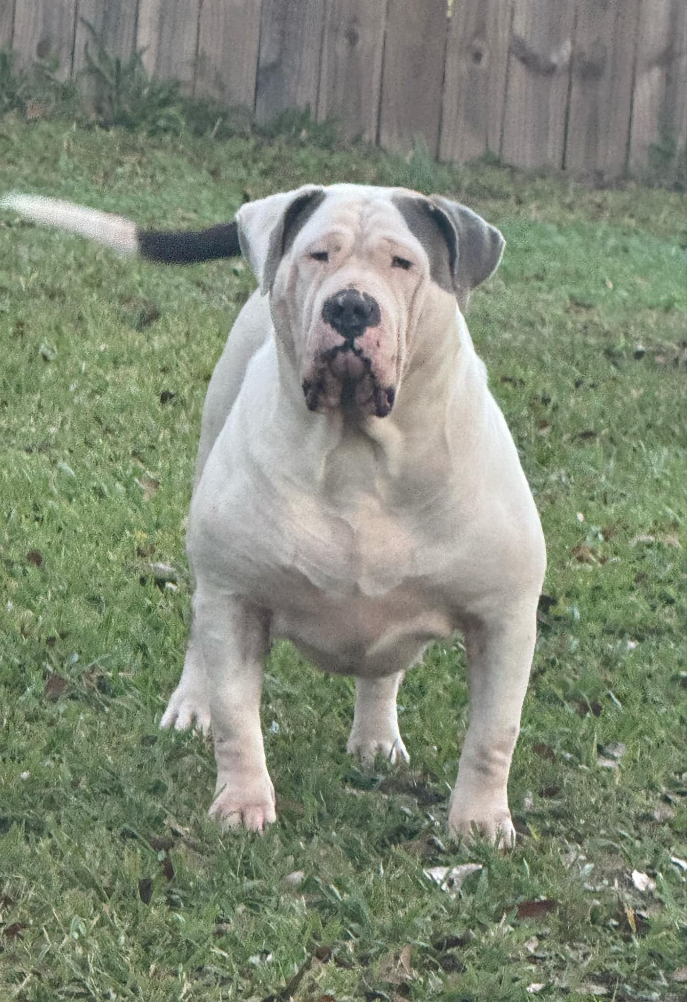 Dog Featured Image