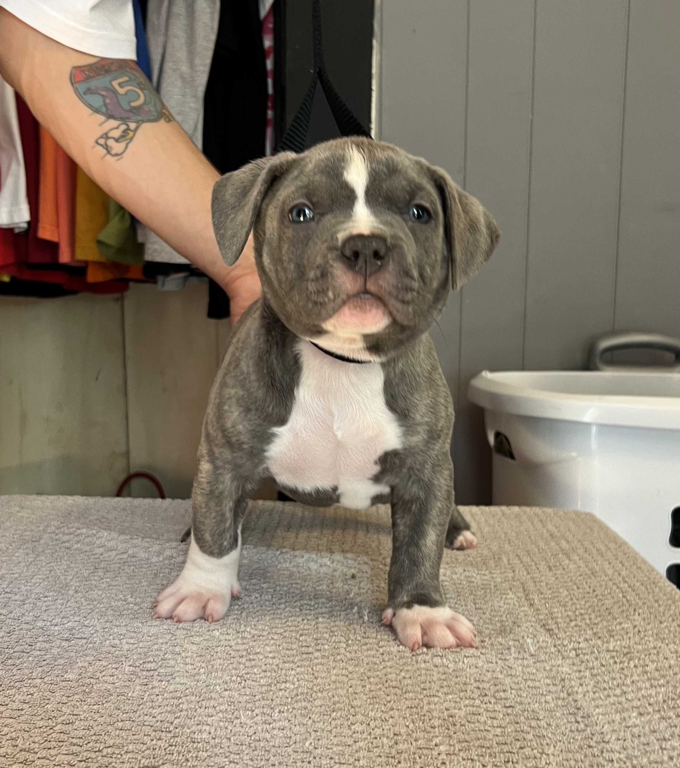 Dog Featured Image