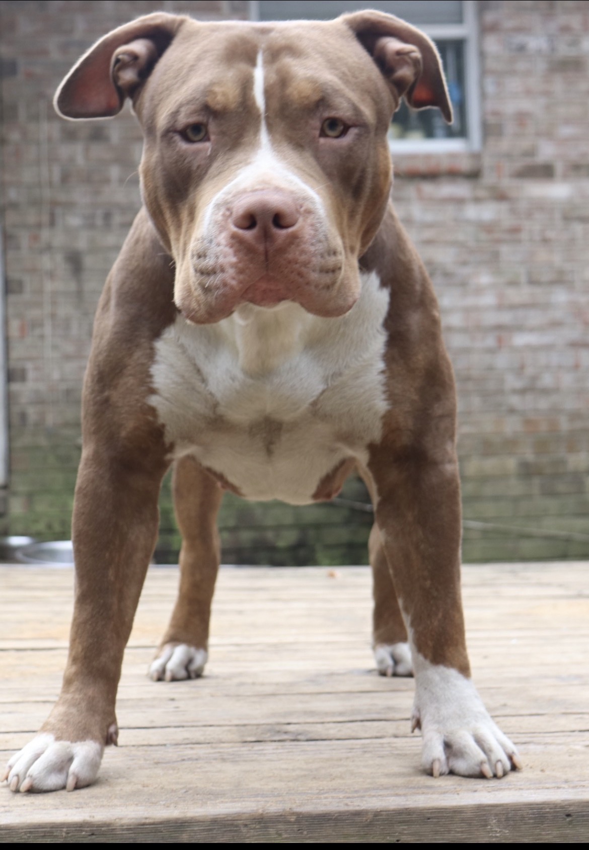 Dog Featured Image