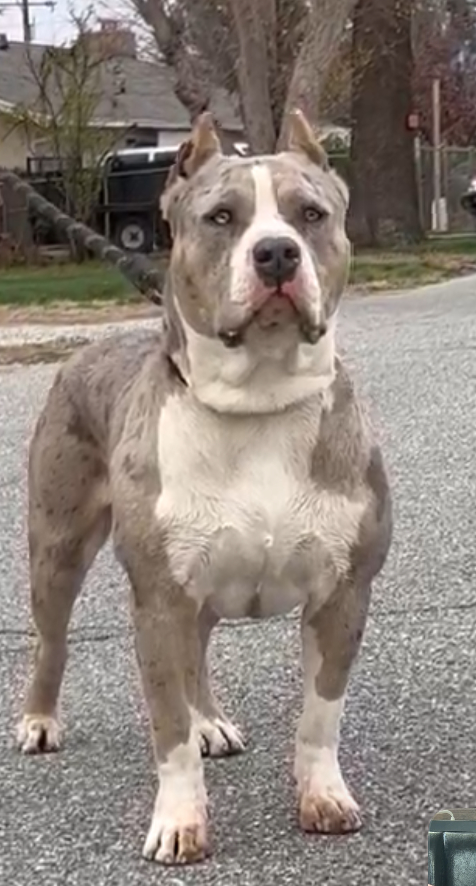 Dog Featured Image