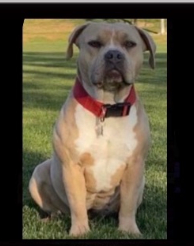 Dog Featured Image