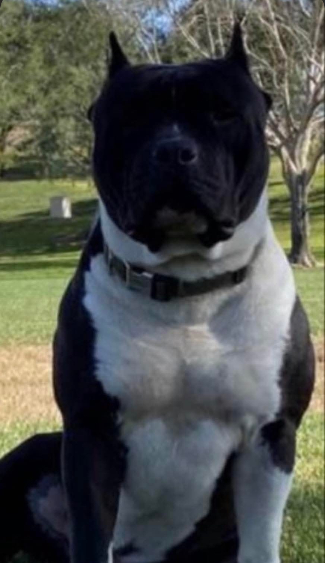 Dog Featured Image