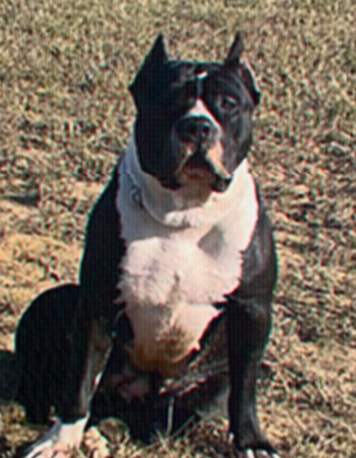 Dog Featured Image
