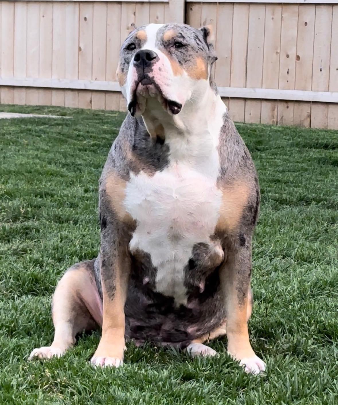 Dog Featured Image