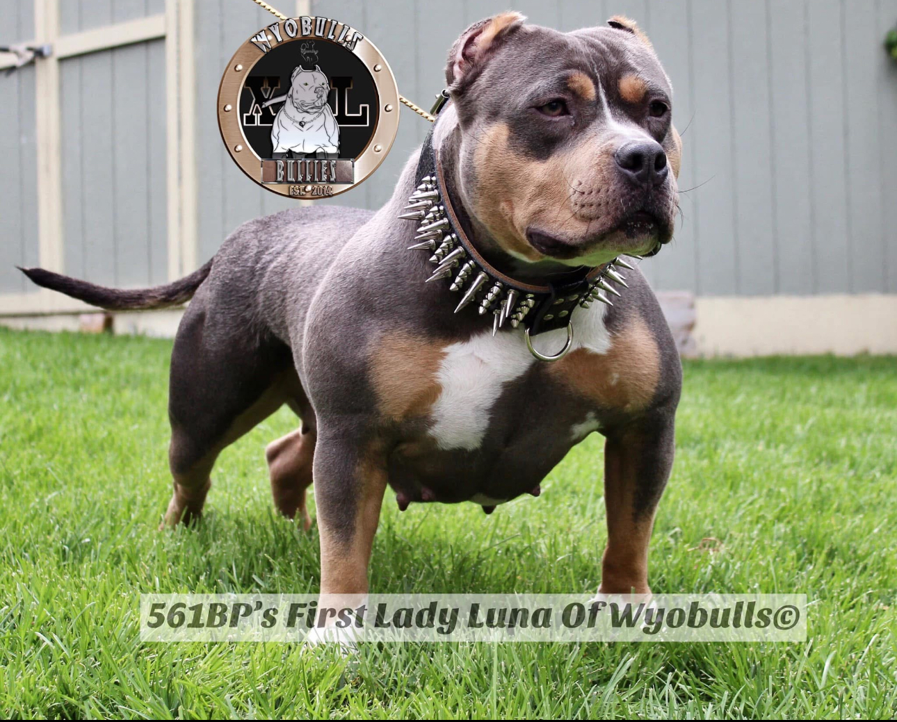 Dog Featured Image