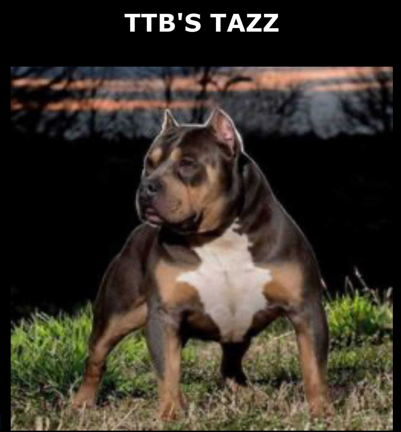 Dog Featured Image
