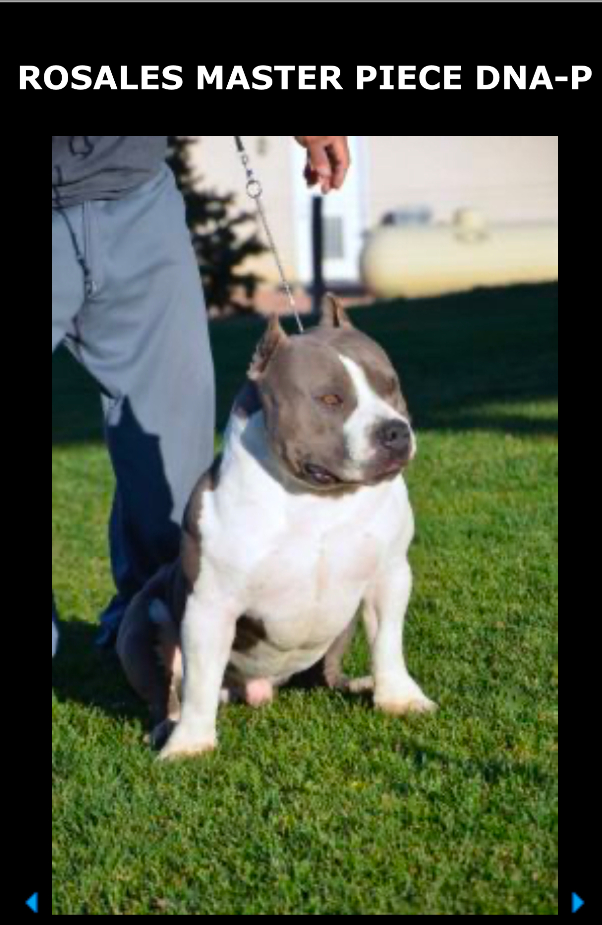 Dog Featured Image