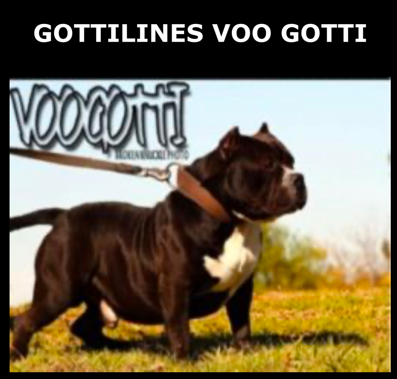 Dog Featured Image
