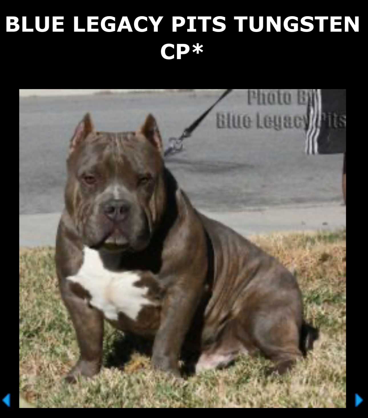 Dog Featured Image