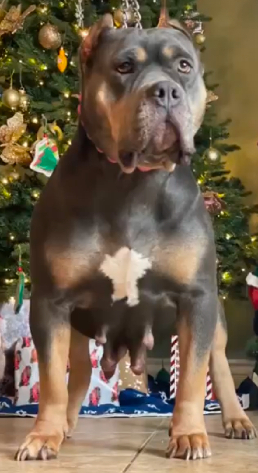 Dog Featured Image
