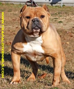 Dog Featured Image