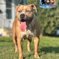 Dog Featured Image