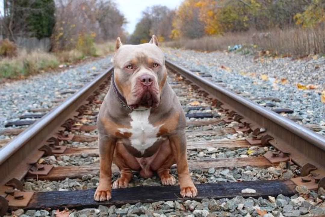 Dog Featured Image