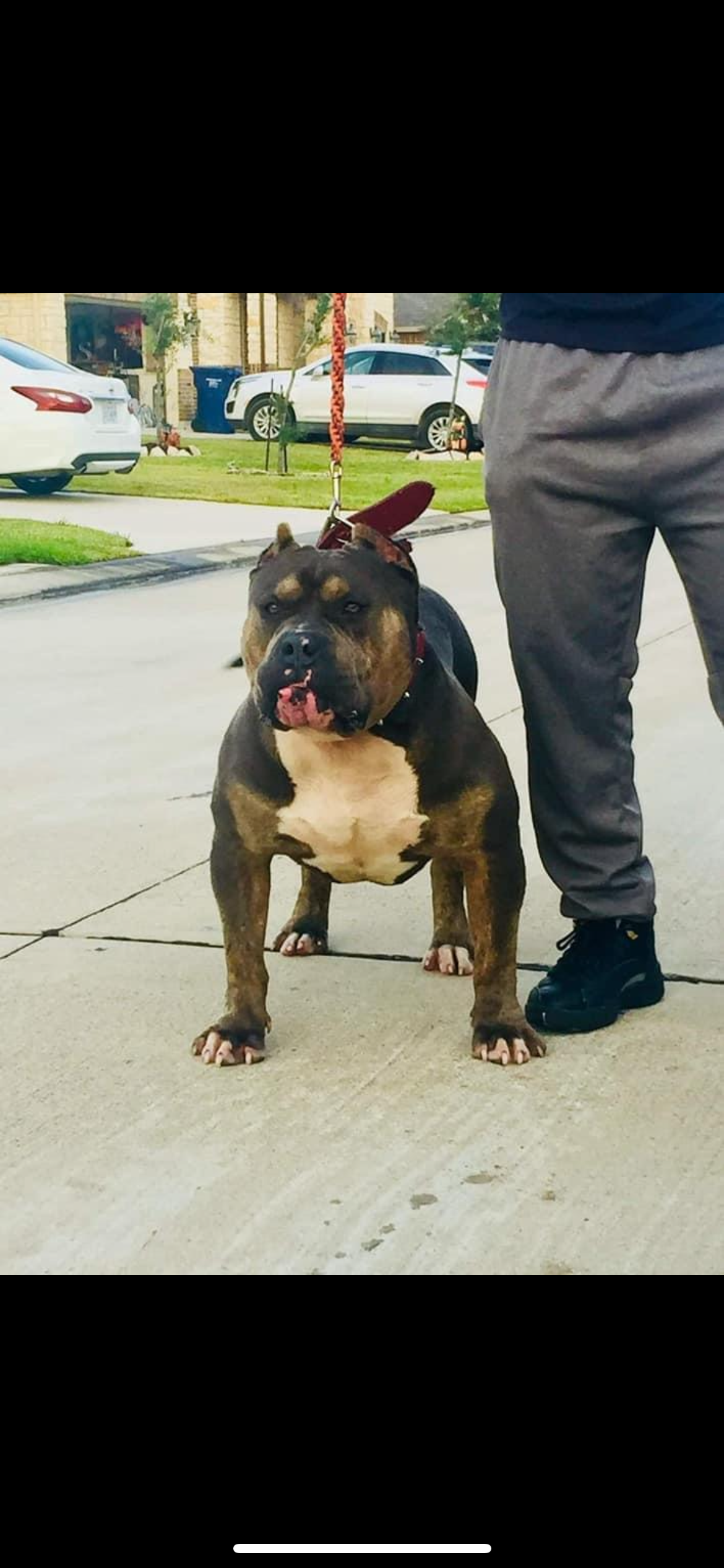 Dog Featured Image