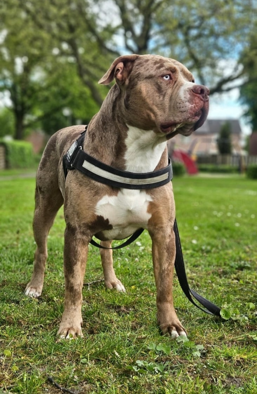 Dog Featured Image