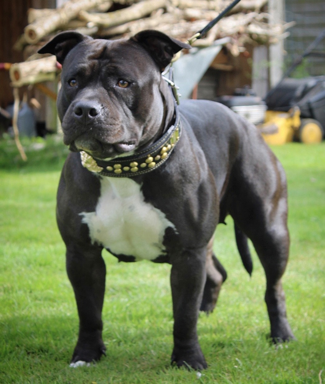 Dog Featured Image