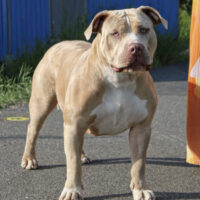 Dog Featured Image