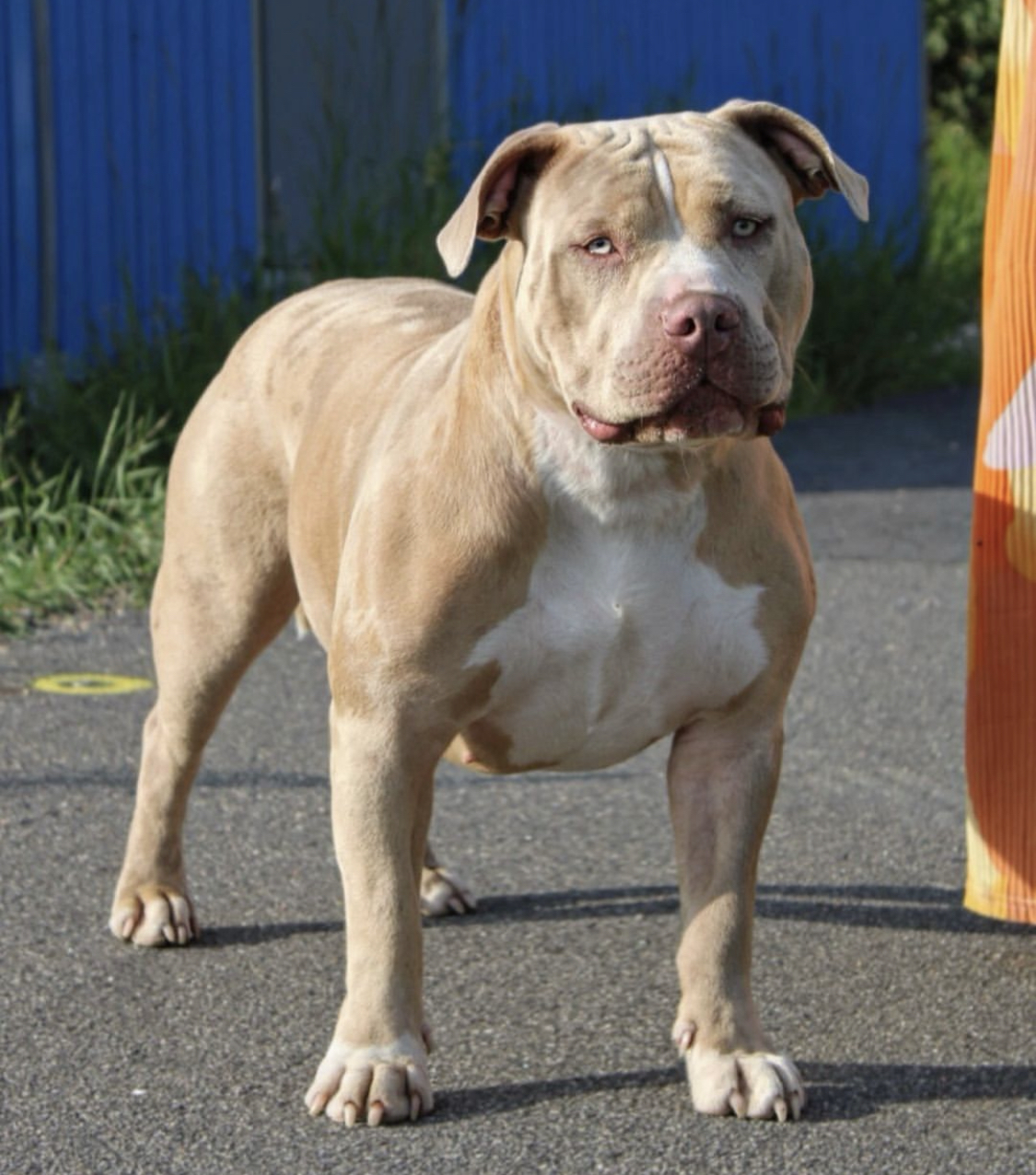 Dog Featured Image