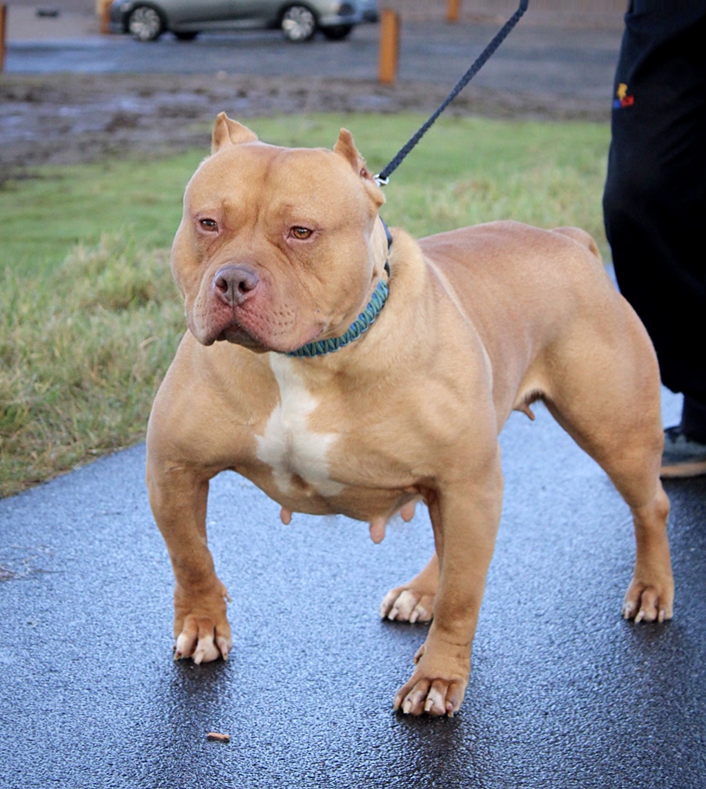 Dog Featured Image