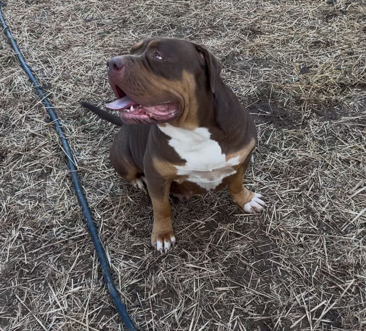 Dog Featured Image