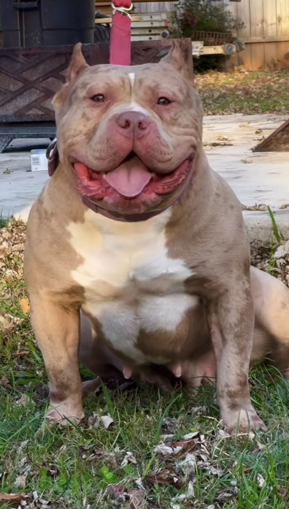 Dog Featured Image