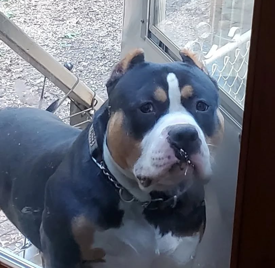 Dog Featured Image