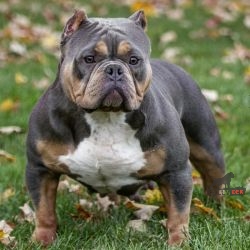 Dog Featured Image