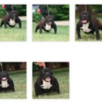 Dog Featured Image