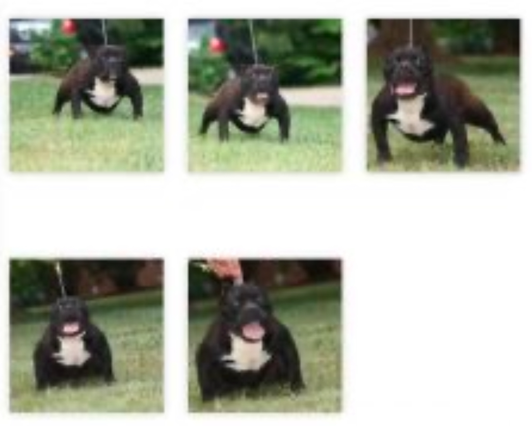 Dog Featured Image