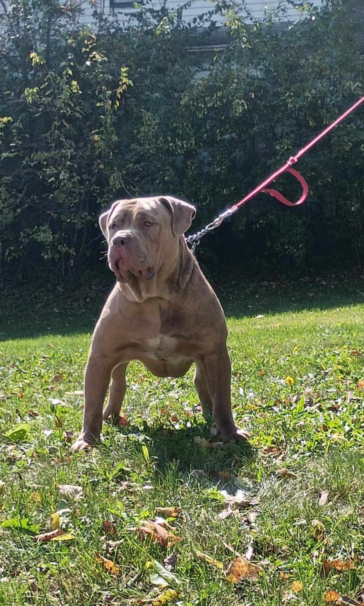 Dog Featured Image