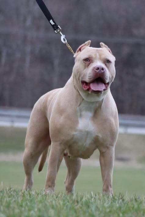 Dog Featured Image
