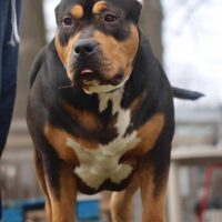 Dog Featured Image