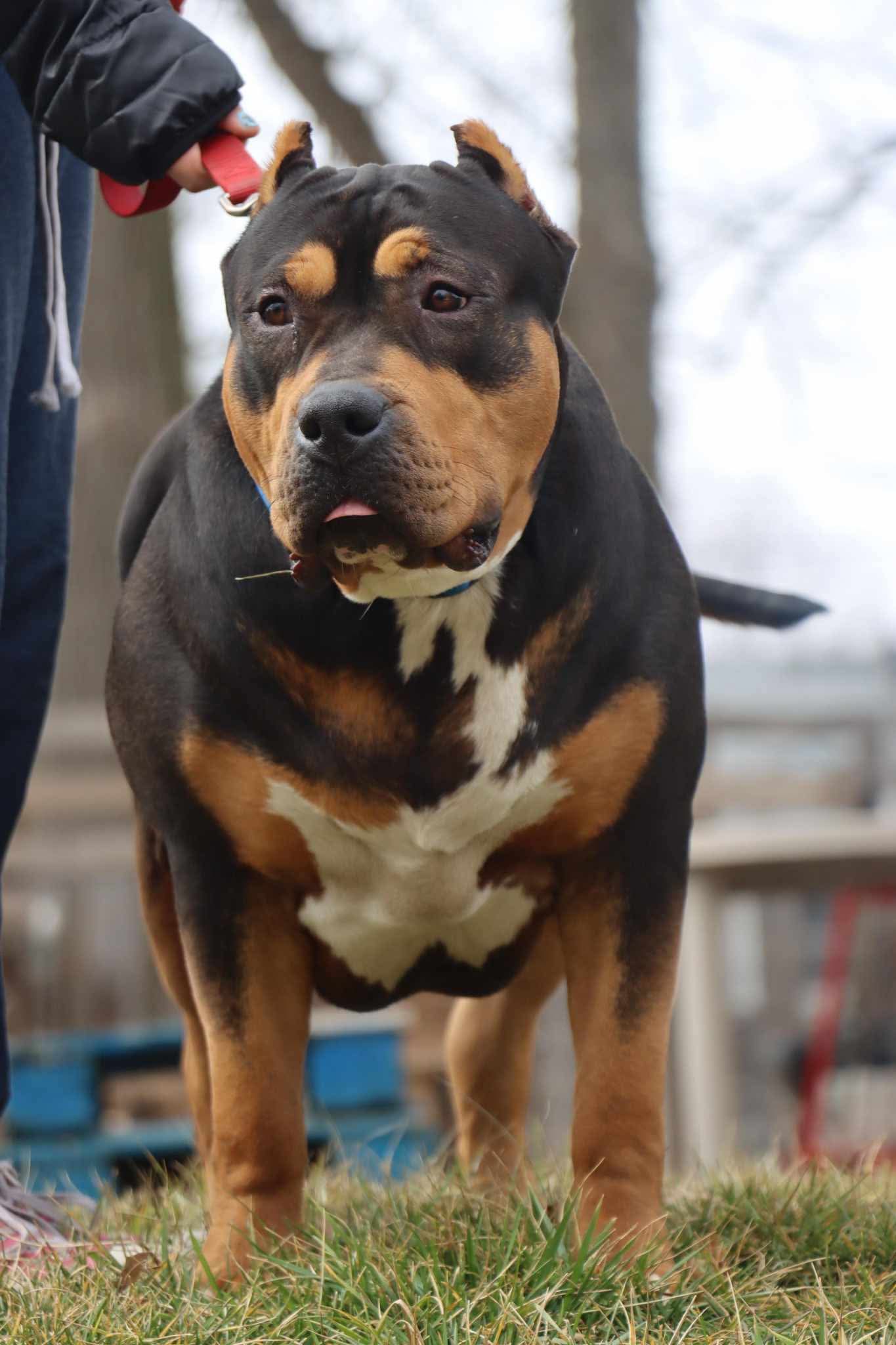 Dog Featured Image