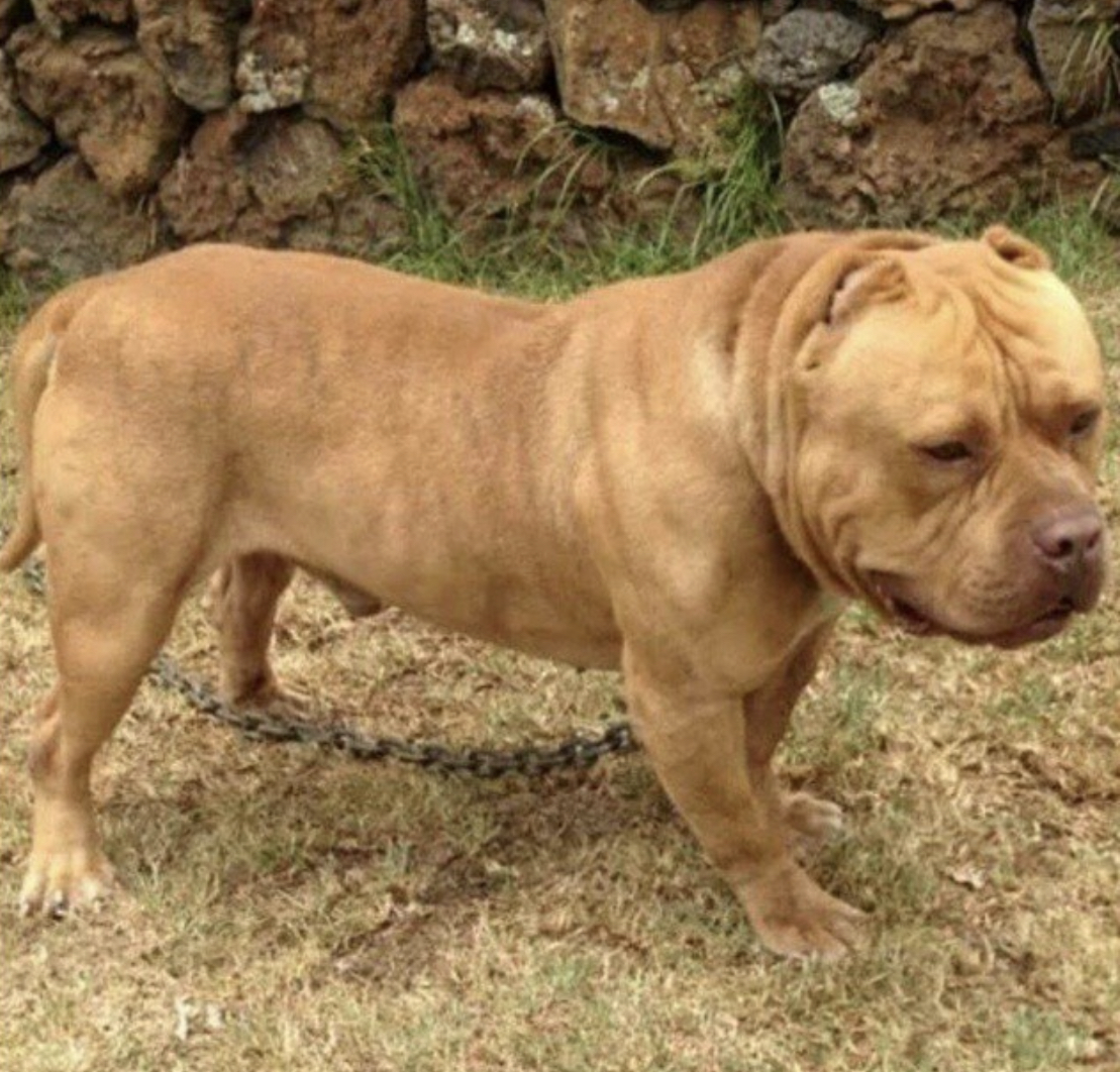 Dog Featured Image