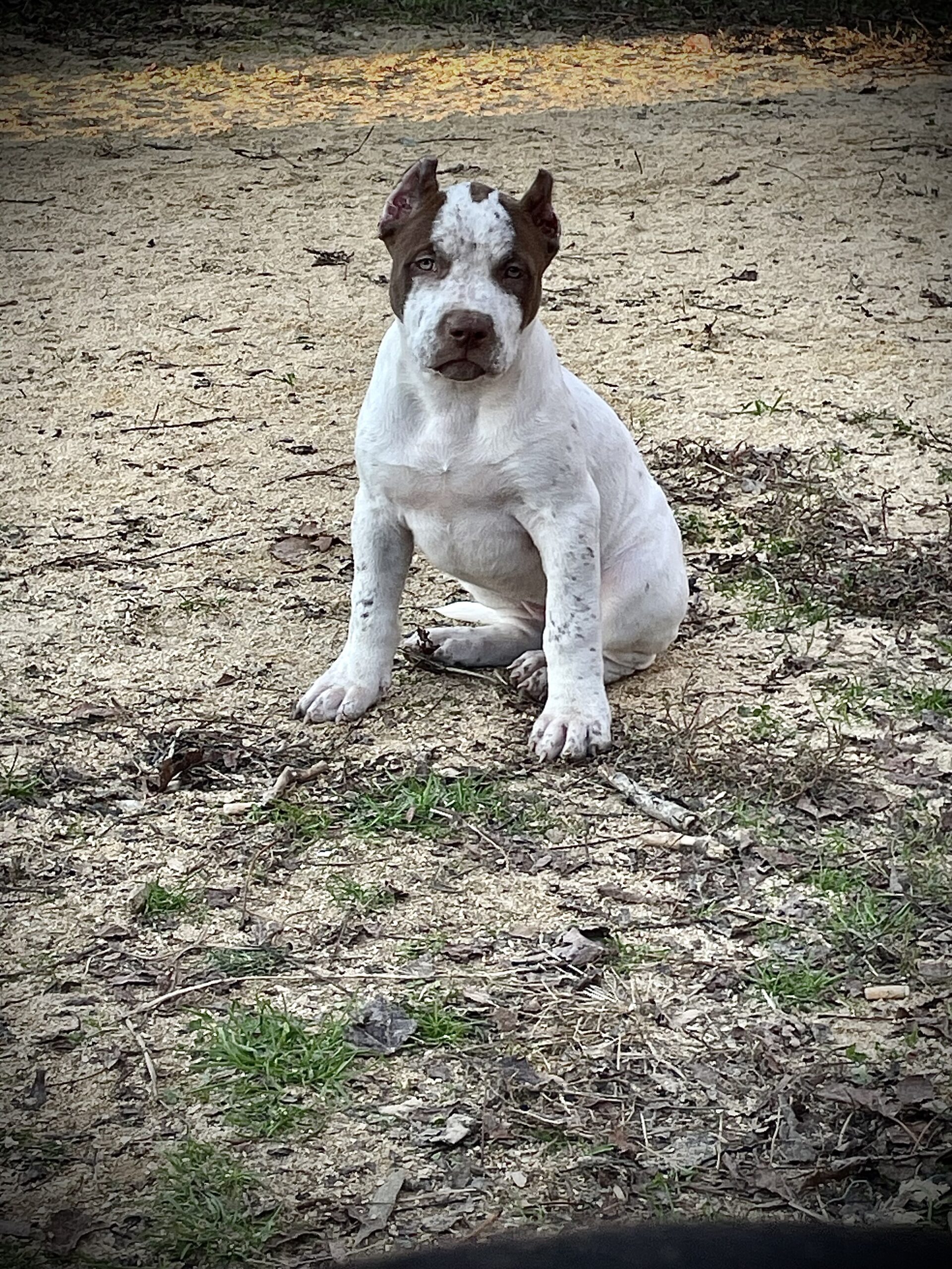 Dog Featured Image