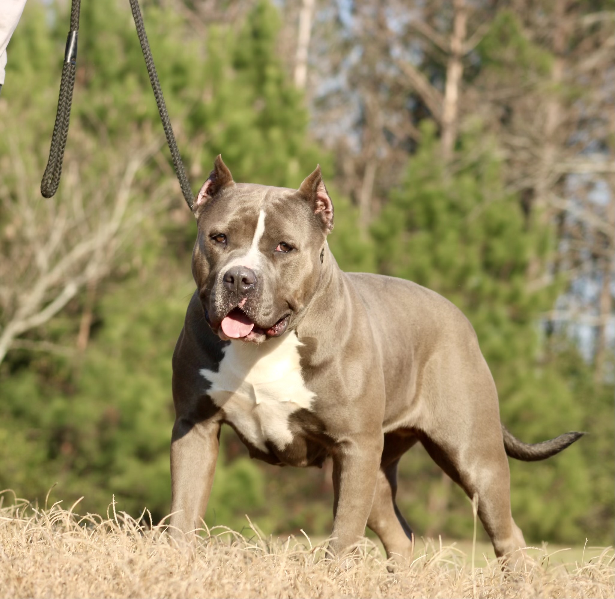 Dog Featured Image