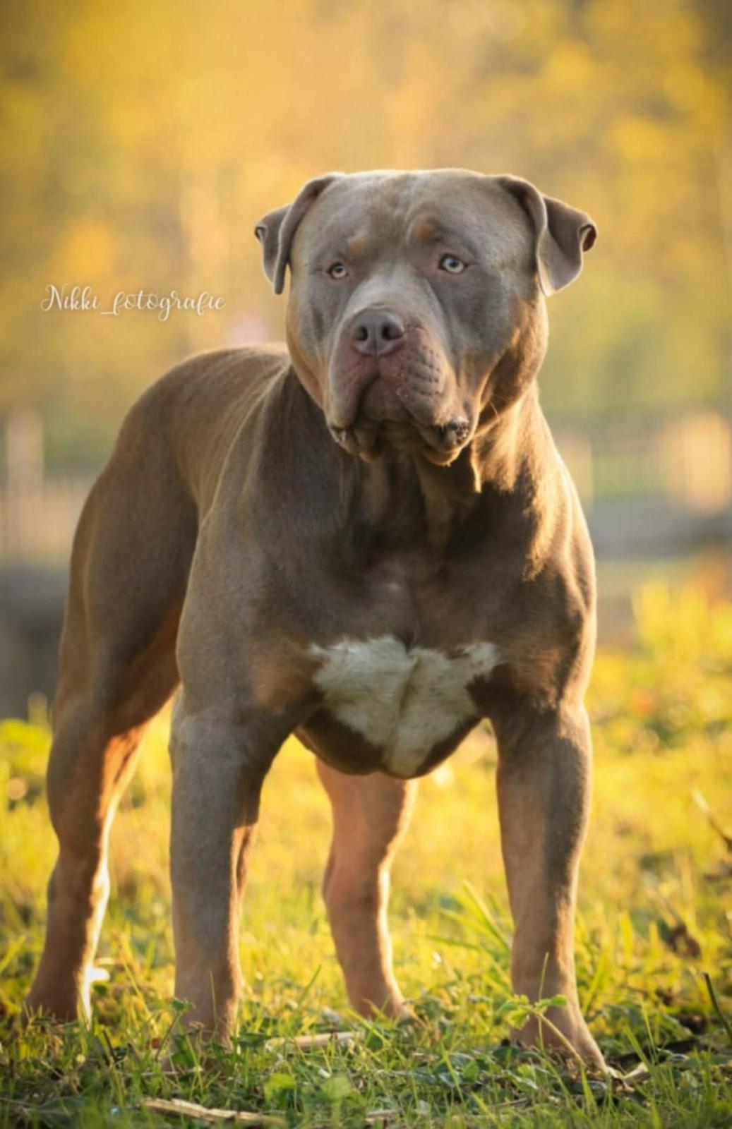 Dog Featured Image