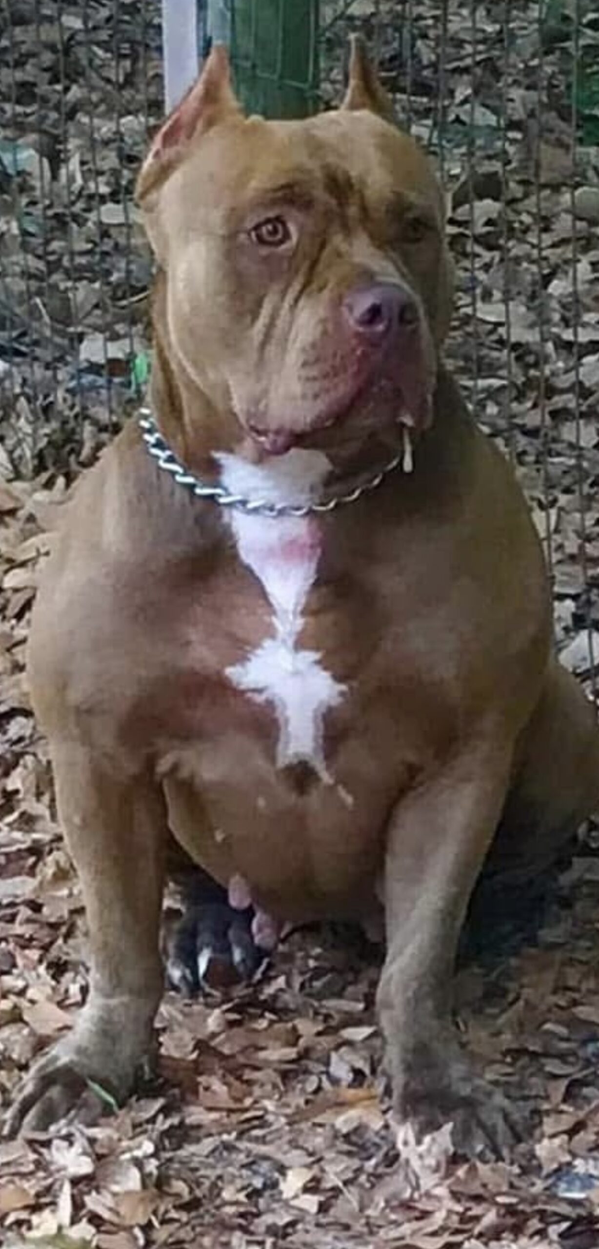 Dog Featured Image