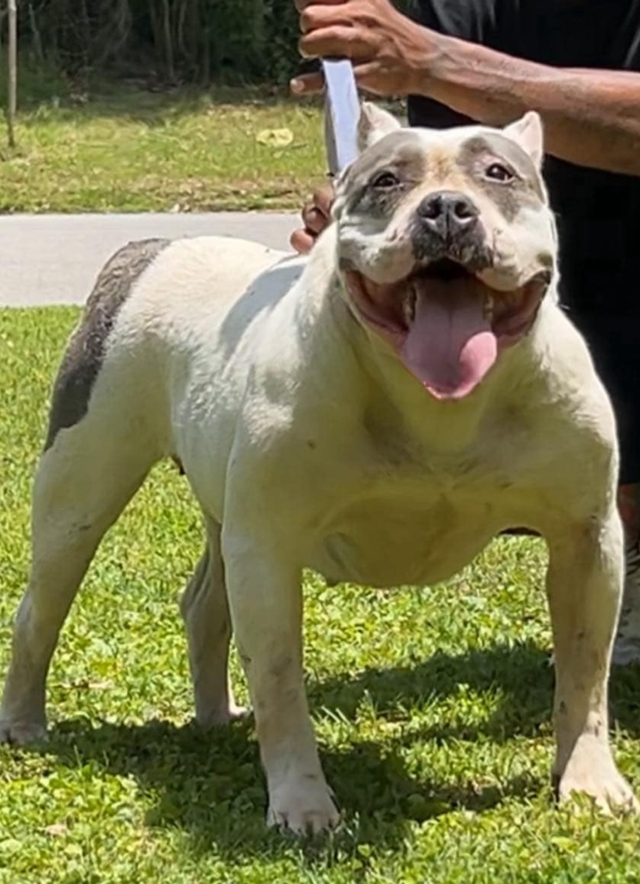 Dog Featured Image