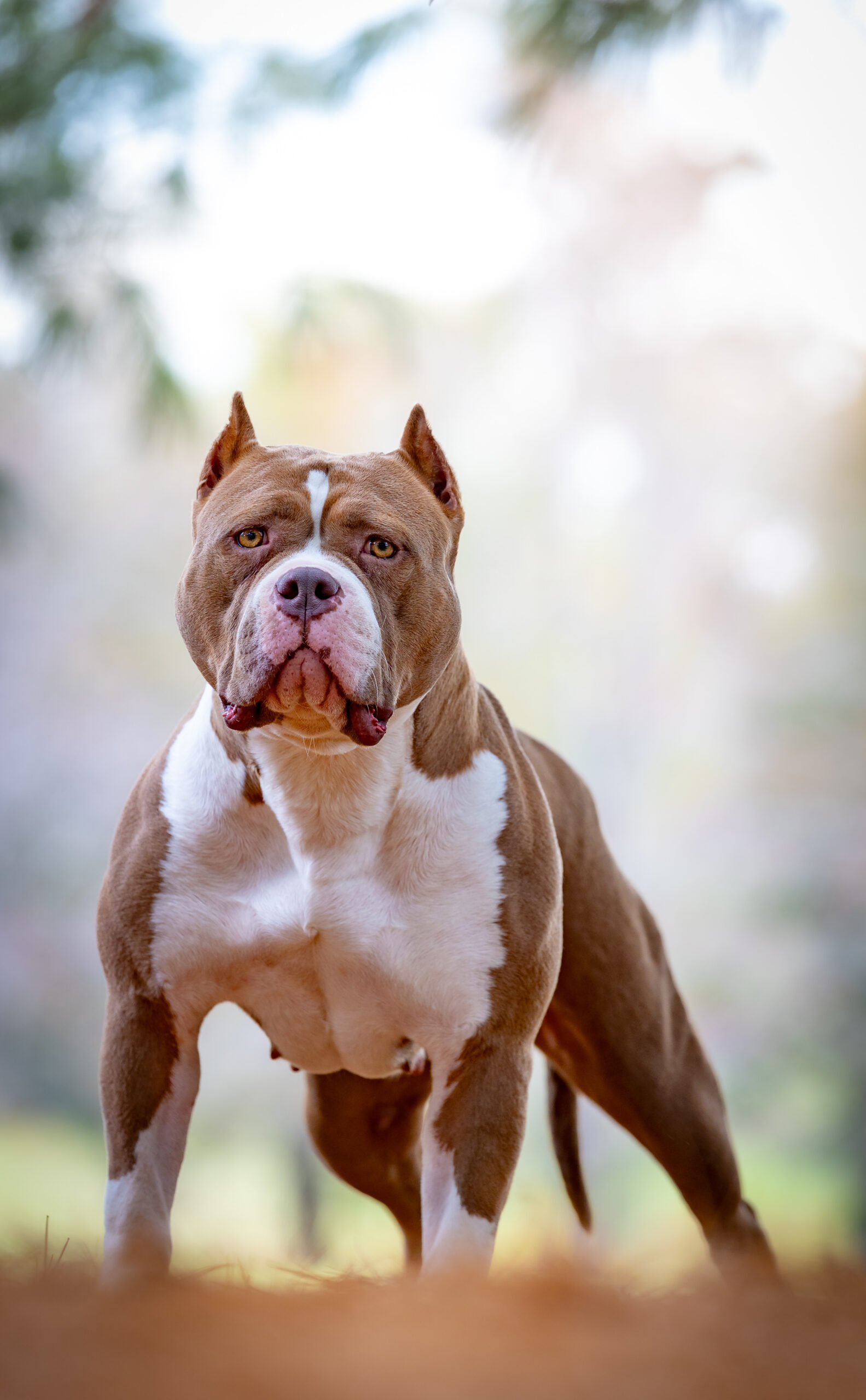 Dog Featured Image