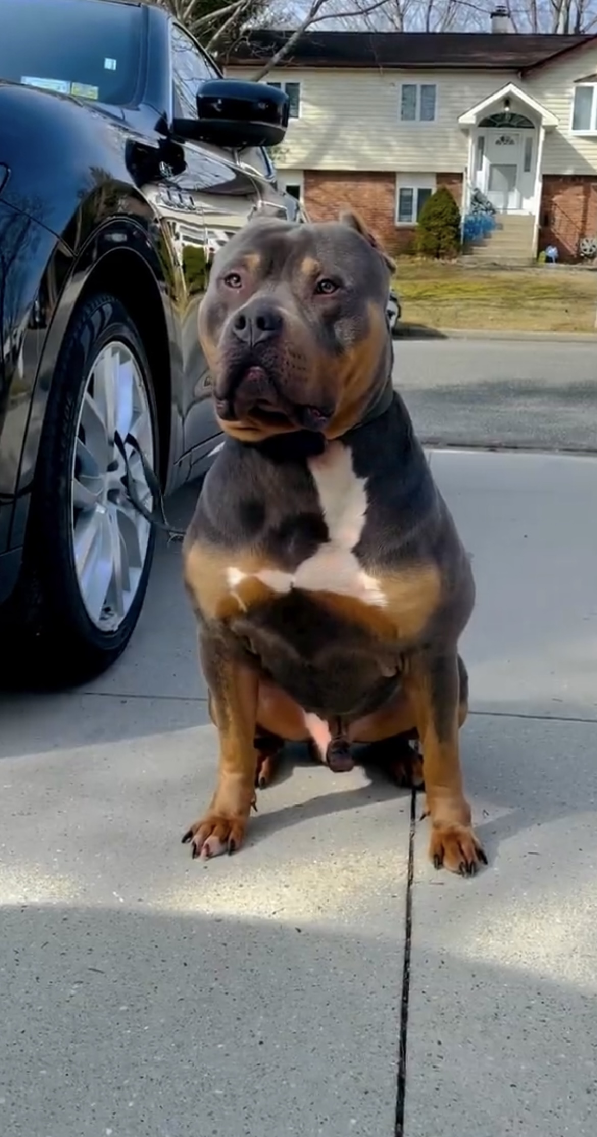 Dog Featured Image