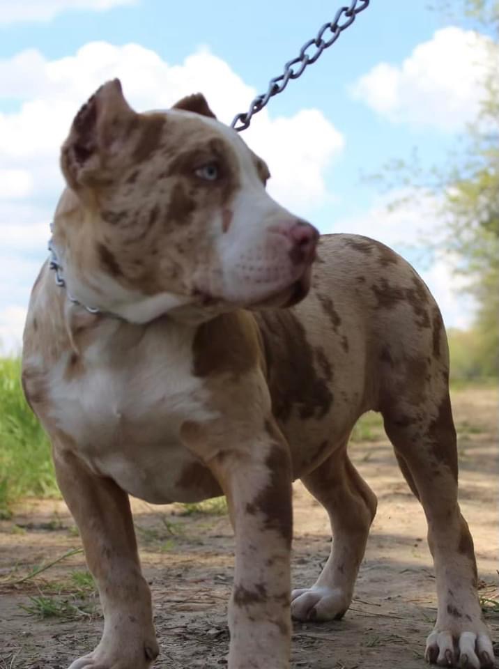 Dog Featured Image