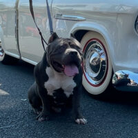 Dog Featured Image