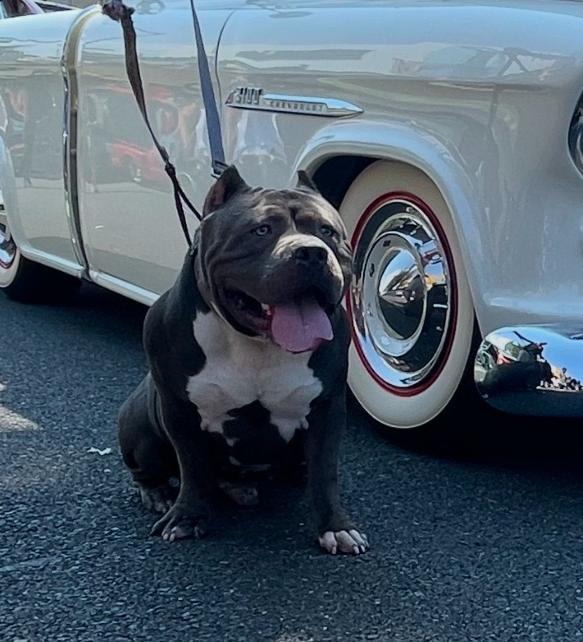 Dog Featured Image