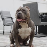 Dog Featured Image