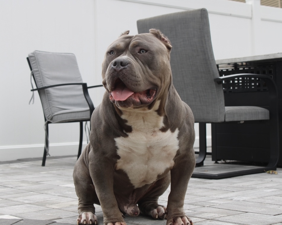 Dog Featured Image