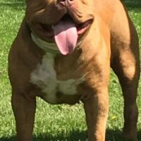 Dog Featured Image