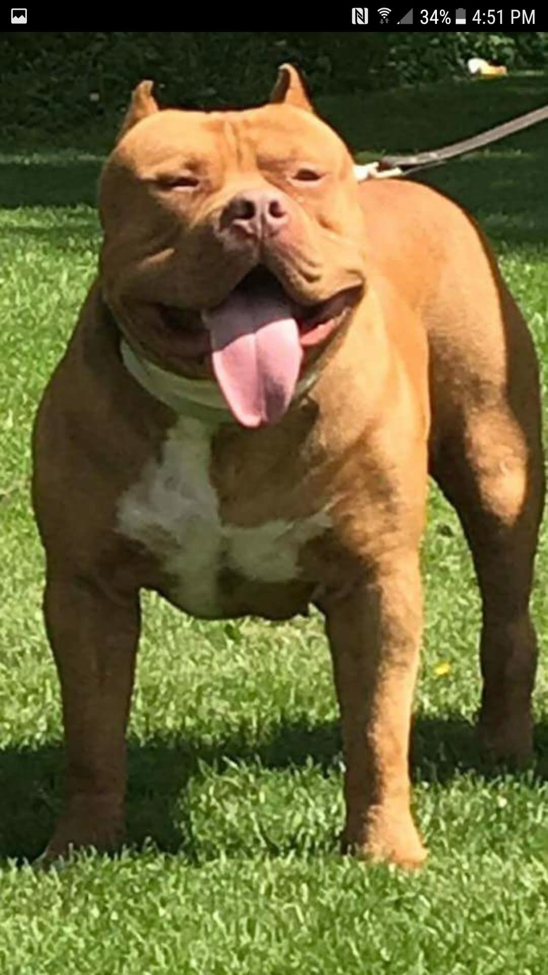 Dog Featured Image