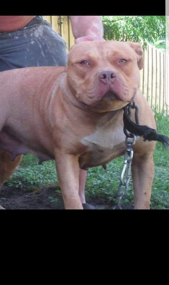 Dog Featured Image